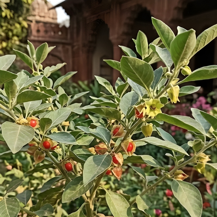 Ashwagandha